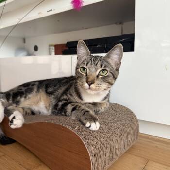 Rescue Domestic Short Hair Cats for Adoption in Boca Raton, Florida - Mickey | PetCurious