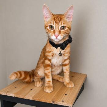 Rocket -  Domestic Short Hair Cat for Adoption in Fresno, California - Rocket | PetCurious