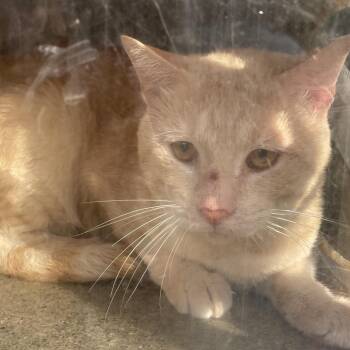 Naynay 17 -  Domestic Short Hair Cat for Adoption in Philadelphia, Pennsylvania - Naynay 17 | PetCurious