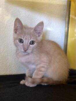 Domestic Medium Hair Cats Available for Adoption in El Paso, Texas - Dogwood | PetCurious