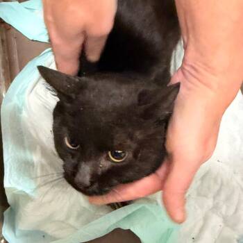 Blain -  Domestic Short Hair Cat for Adoption in Philadelphia, Pennsylvania - Blain | PetCurious