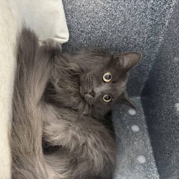 Cali -  Domestic Long Hair and Nebelung Cat for Adoption in Eagle, Colorado - Cali | PetCurious