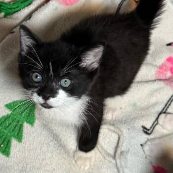 Snow -  Domestic Short Hair Cat Available for Adoption in Saginaw, Michigan - Snow | PetCurious