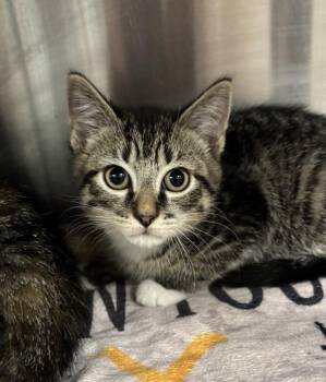 Domestic Short Hair Cats Available for Adoption in Richmond, Virginia - Itsy Bitsy Spider (with Twinkle Twinkle Little...) | PetCurious