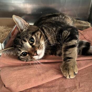 Chicle -  Domestic Short Hair Cat for Adoption in Los Angeles, California - Chicle | PetCurious