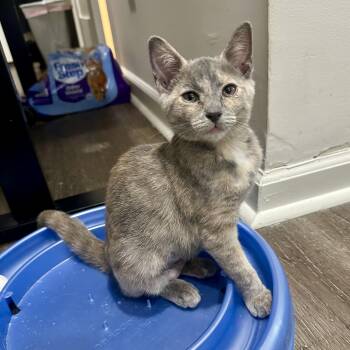 Zora -  Domestic Short Hair Cat for Adoption in Richmond, Virginia - Zora | PetCurious