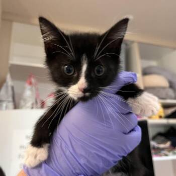 Marcel -  Domestic Medium Hair Cat for Adoption in Kanab, Utah - Marcel | PetCurious