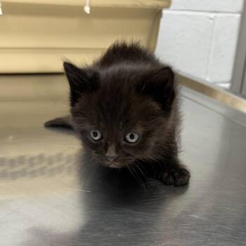 Andrew -  Domestic Medium Hair Cat Available for Adoption in Parkersburg, West Virginia - Andrew | PetCurious