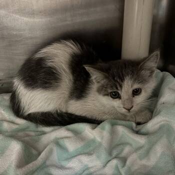 Nymph -  Domestic Short Hair Cat for Adoption in Kanab, Utah - Nymph | PetCurious