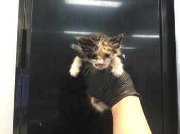 Domestic Short Hair Cats Available for Adoption in Thousand Palms, California - A1915206 | PetCurious