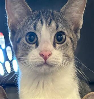 ESPURR -  Domestic Short Hair Cat for Adoption in Palmetto, Florida - ESPURR | PetCurious