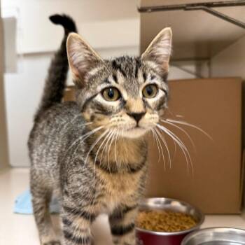 Fruity Pebbles -  Domestic Short Hair Cat for Adoption in Ballston Spa, New York - Fruity Pebbles | PetCurious