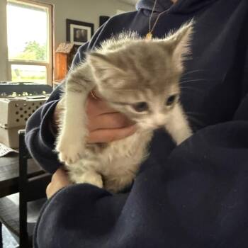 Grey white -  Domestic Short Hair Cat for Adoption in Ferndale, Washington - Grey White | PetCurious