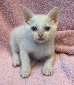 Crescent -  Domestic Short Hair Cat for Adoption in Little Rock, Arkansas - Crescent | PetCurious