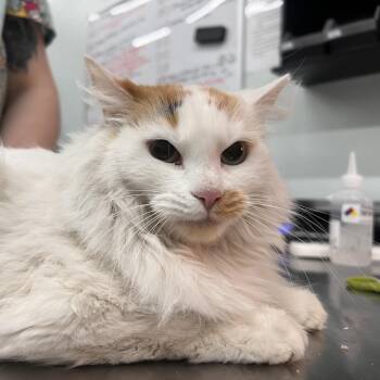 Domestic Long Hair Cats Available for Adoption in Las Vegas, Nevada - Princess | PetCurious