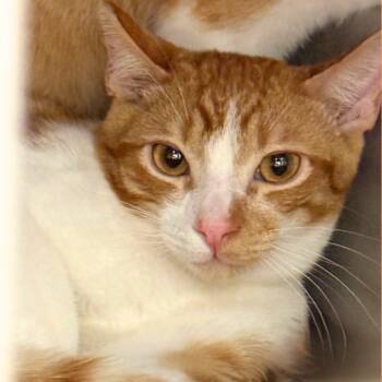 Rescue Domestic Short Hair Cats for Adoption in Hemet, California - Leo | PetCurious