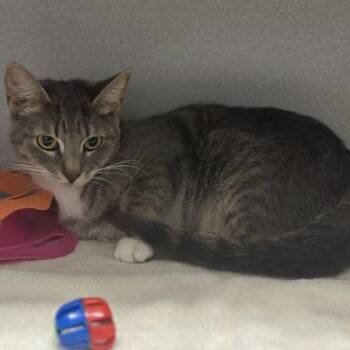 -Georgia -  Tabby and Domestic Short Hair Cat for Adoption in Red Bluff, California - -Georgia | PetCurious