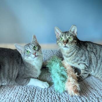Domestic Short Hair Cats Available for Adoption in Fort Worth, Texas - Greyson & Pippi (bonded Pair) | PetCurious