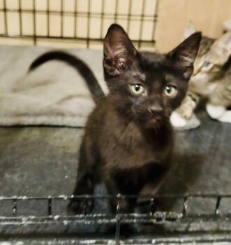 Domestic Short Hair and Tabby Cats Available for Adoption in Pensacola, Florida - Tyler | PetCurious