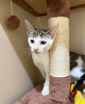 Rescue Domestic Short Hair Cats for Adoption in Midland, Virginia - Tiltrotor | PetCurious