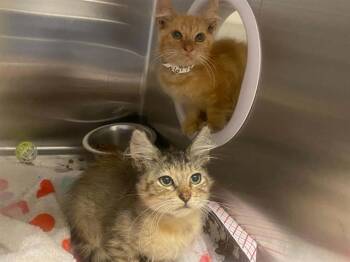 MOE -  Domestic Short Hair Cat for Adoption in Tustin, California - MOE | PetCurious