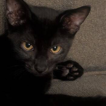 Beth -  Domestic Short Hair Cat for Adoption in Brea, California - Beth | PetCurious