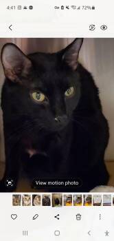 Venus -  Domestic Short Hair Cat Available for Adoption in Muncie, Indiana - Venus | PetCurious