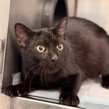 Domestic Short Hair Cats Available for Adoption in Gillette, Wyoming - Freddy | PetCurious