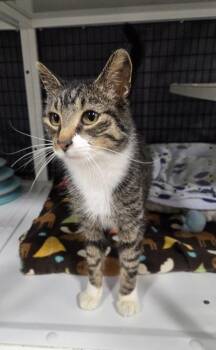 Domestic Short Hair Cats Available for Adoption - Taffy | PetCurious