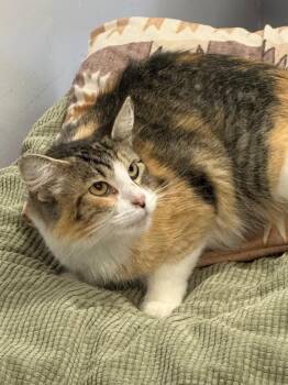 Domestic Medium Hair Cats Available for Adoption in Saint Francisville, Louisiana - Jolene | PetCurious