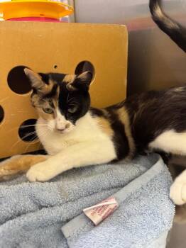 Cookies & Cream -  Domestic Short Hair Cat for Adoption in Fort Lupton, Colorado - Cookies & Cream | PetCurious