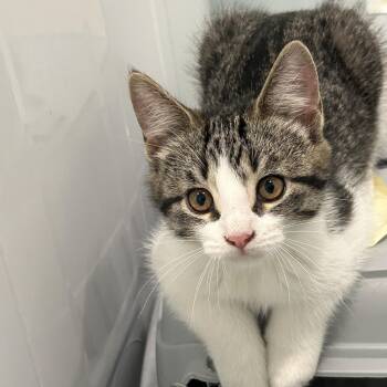 Yohanda (FA/FF) -  Domestic Short Hair Cat for Adoption in Sainte-angèle-de-monnoir, Quebec - Yohanda (FA/FF) | PetCurious