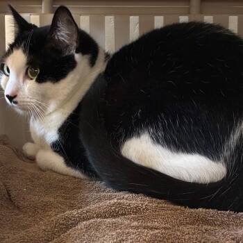 Checkers -  Domestic Short Hair Cat for Adoption in Goleta, California - Checkers | PetCurious