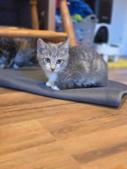 Hudson Medway -  Domestic Short Hair Cat for Adoption in Gorham, Maine - Hudson Medway | PetCurious