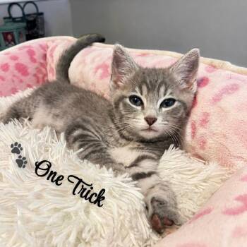 One Trick -  Domestic Short Hair Cat for Adoption in Fredericksburg, Virginia - One Trick | PetCurious