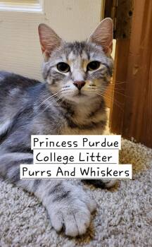 Domestic Short Hair Cats Available for Adoption in New Hartford, New York - Princess Purdue | PetCurious
