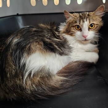 Rescue Domestic Long Hair Cats for Adoption in Eureka Springs, Arkansas - Princess | PetCurious