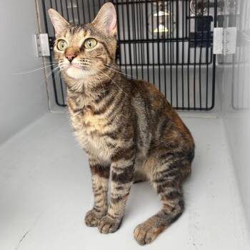 Carrie -  Domestic Short Hair Cat for Adoption in Beaumont, Texas - Carrie | PetCurious