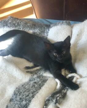 Rescue Domestic Medium Hair Cats for Adoption in Lampasas, Texas - Luna | PetCurious