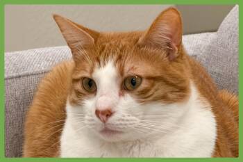 Chester -  Domestic Short Hair Cat for Adoption in Amherst, Massachusetts - Chester | PetCurious