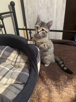 Rescue American Shorthair Cats for Adoption in Cincinnati, Ohio - Woodstock | PetCurious