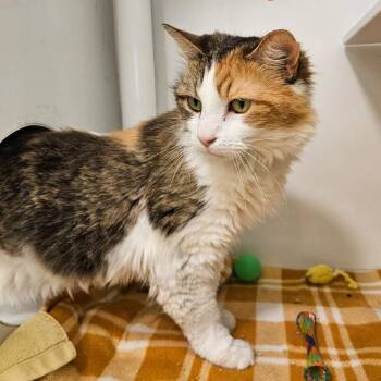 Domestic Short Hair Cats Available for Adoption in Los Angeles, California - Philomena | PetCurious