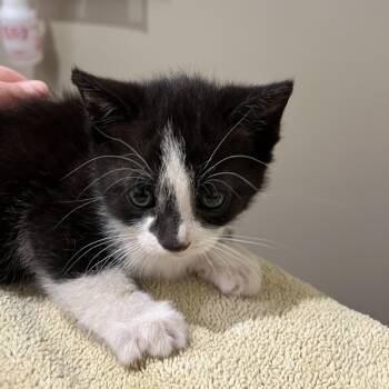 Penny -  Domestic Short Hair Cat for Adoption in Sonoma, California - Penny | PetCurious