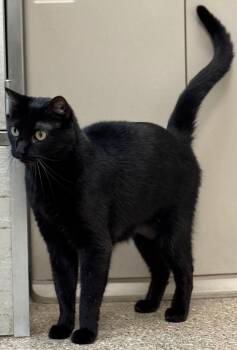 Rescue Domestic Short Hair Cats for Adoption in Great Bend, Kansas - Sailor | PetCurious