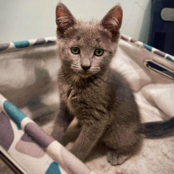 Marley -  Domestic Short Hair Cat for Adoption in Nampa, Idaho - Marley | PetCurious