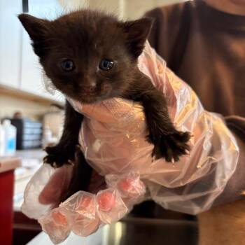 Domestic Short Hair Cats Available for Adoption - Julius | PetCurious