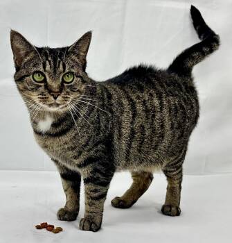 Sasha -  Domestic Short Hair Cat for Adoption in Greensburg, Pennsylvania - Sasha | PetCurious