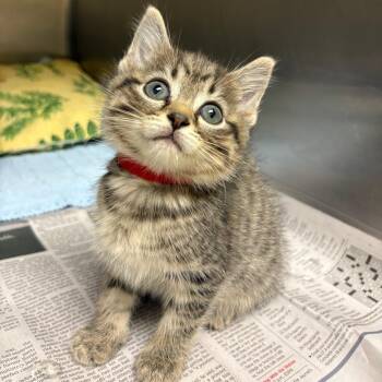 Spicy Southwest Salad (Red) -  Domestic Short Hair Cat for Adoption in Winston-salem, North Carolina - Spicy Southwest Salad (Red) | PetCurious