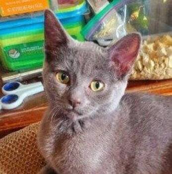 Tahiti - Adoption Pending -  Domestic Short Hair Cat for Adoption in Richmond Hill, Ontario - Tahiti - Adoption Pending | PetCurious
