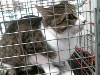 Domestic Short Hair Cats Available for Adoption in Houston, Texas - MYA | PetCurious